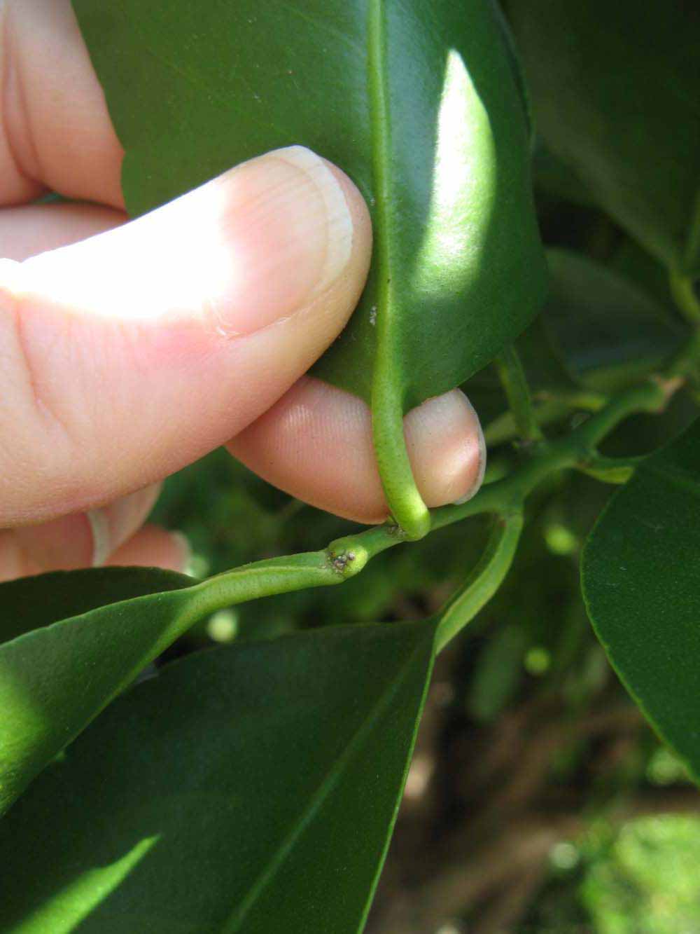              Petiole (Winter Haven, FL)       